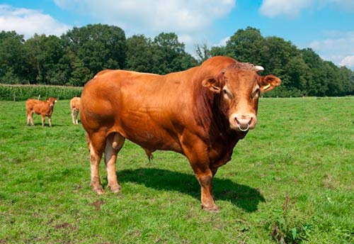 Understanding the Nutritional Needs of Limousin Cattle