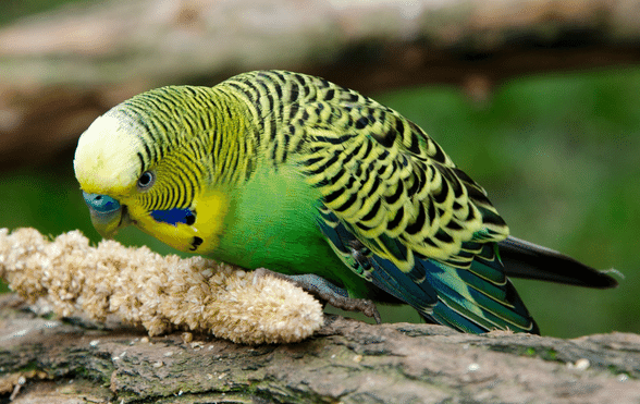 What is Gout in Budgies?