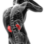 How Pediatric Imaging Helps Detect Kidney Abnormalities in Children